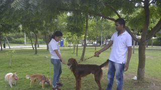 adiestradores caninos en barranquilla DOG WALKERS