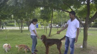 clases adiestramiento perros barranquilla DOG WALKERS