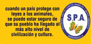 lugares de adopcion de perros en barranquilla Sociedad Protectora de Animales y Medio Ambiente