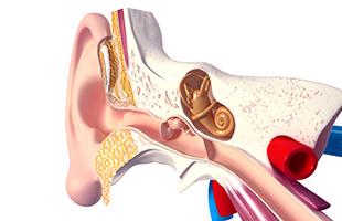 medicos otorrinolaringologia barranquilla ALE Otorrinos